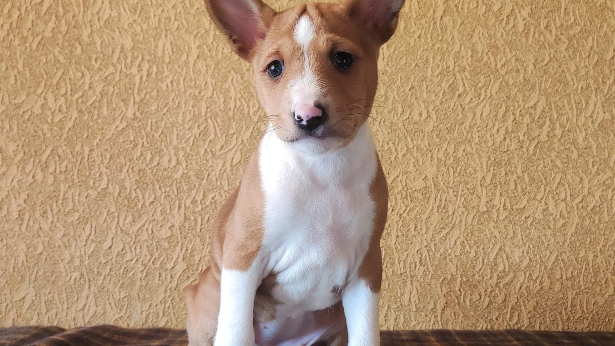 African Dog Basenji Tail Not Curled African Barkless Dog Basenji