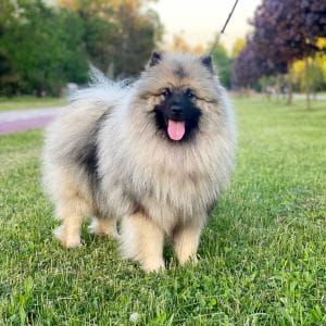 Heyvard Keeshond Wolf Spitz