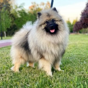 Heyvard Keeshond Wolf Spitz