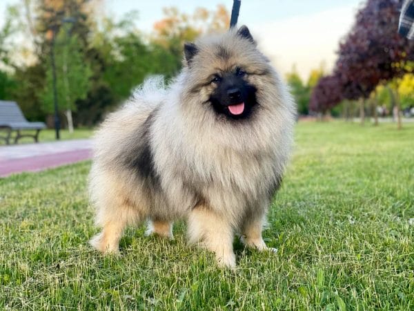 Heyvard Keeshond Wolf Spitz
