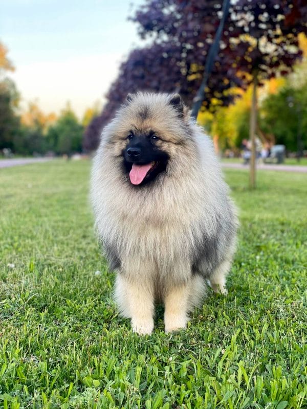 Heyvard Keeshond Wolf Spitz