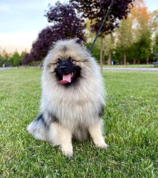 Heyvard Keeshond Wolf Spitz