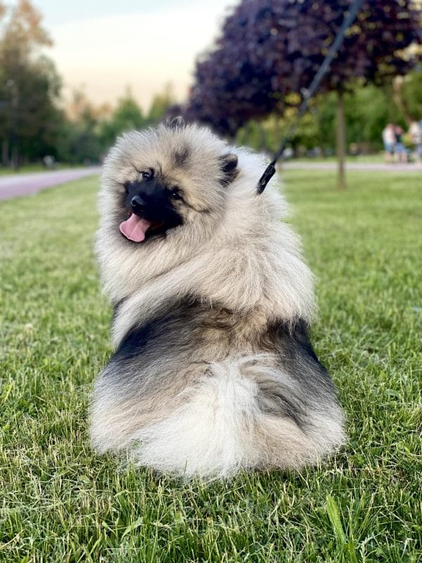 Heyvard Keeshond Wolf Spitz