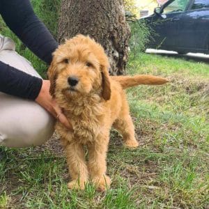 Jordy Labradoodle