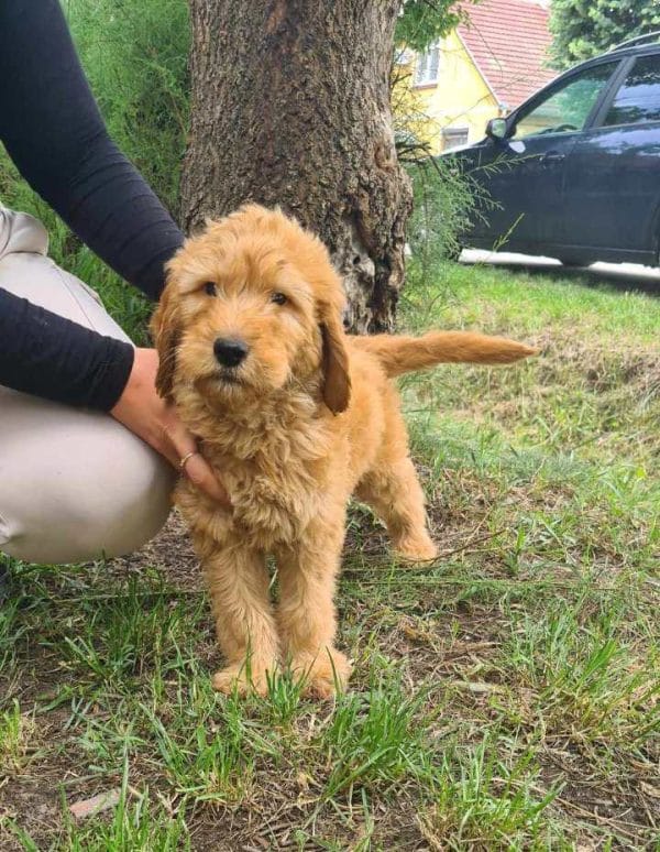 Jordy Labradoodle