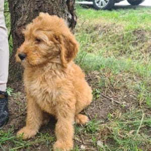 Jordy Labradoodle