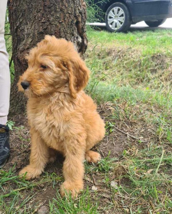 Jordy Labradoodle