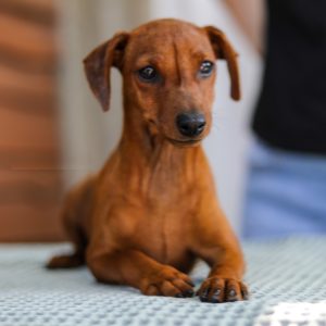 Yuki Miniature Pinscher