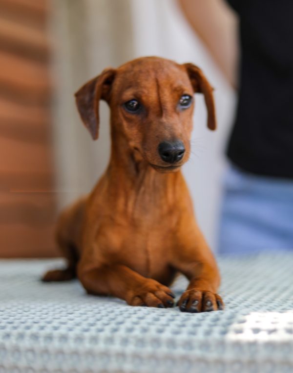 Yuki Miniature Pinscher