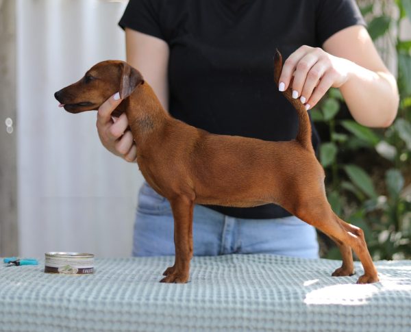 Yuki Miniature Pinscher