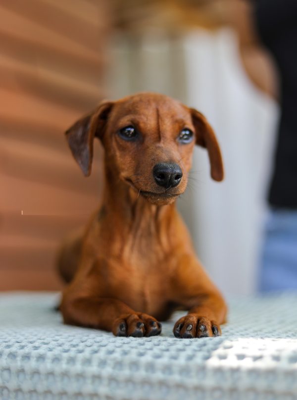Yuki Miniature Pinscher