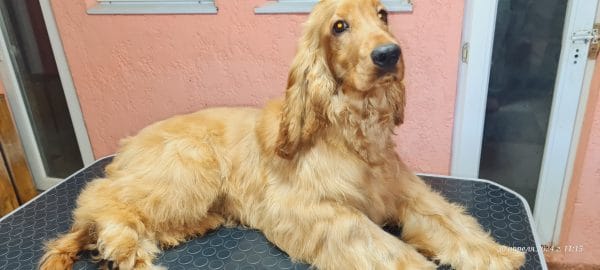 Nats English Cocker Spaniel
