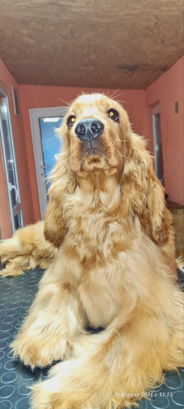 Nats English Cocker Spaniel