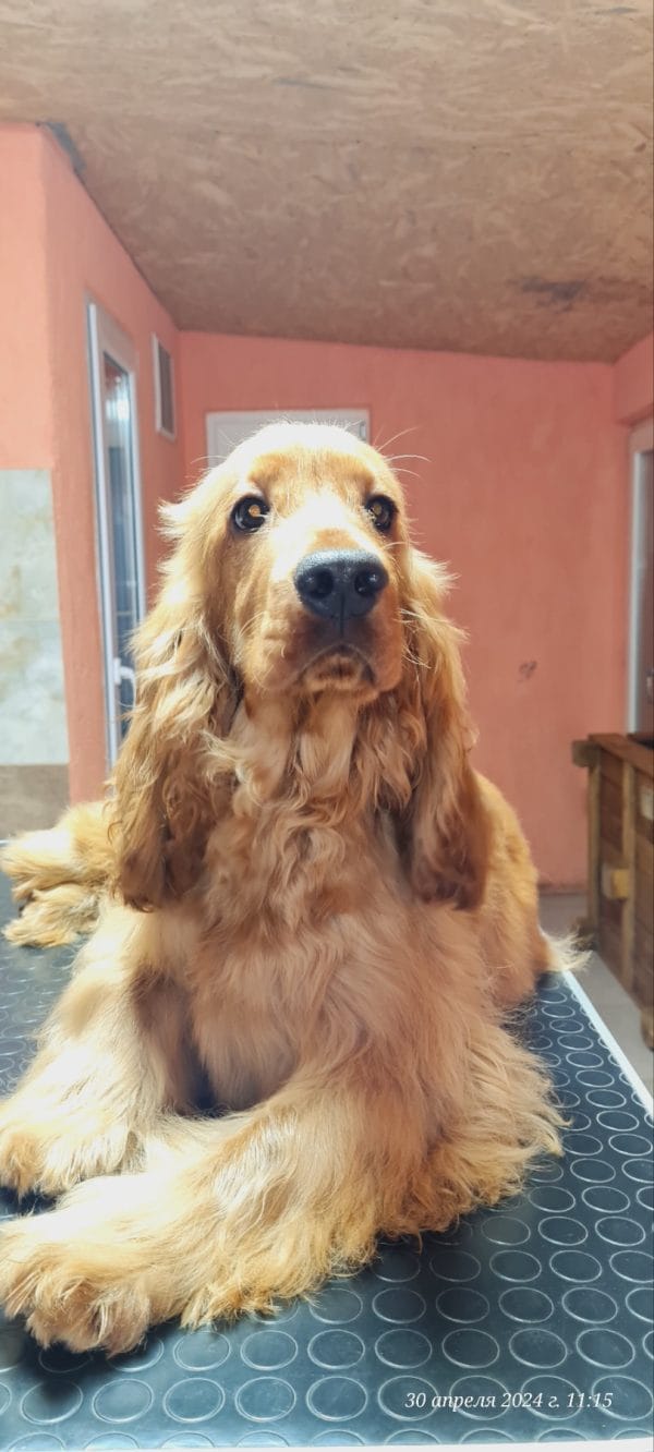 Nats English Cocker Spaniel