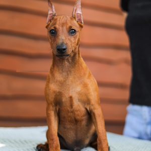 Yanix Miniature Pinscher