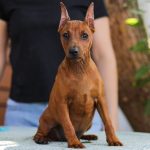 Yuki Miniature Pinscher