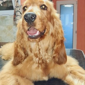 Noris English Cocker Spaniel