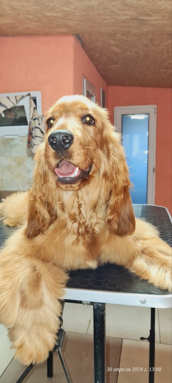Noris English Cocker Spaniel
