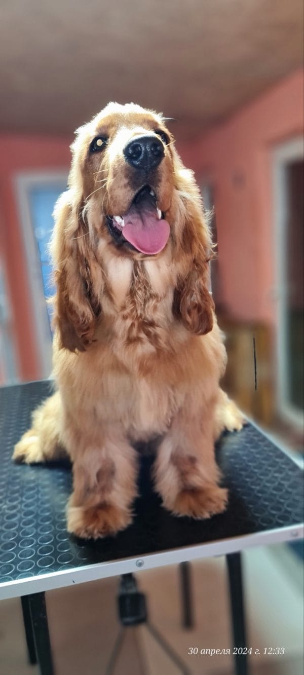 Noris English Cocker Spaniel