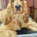 Nats English Cocker Spaniel