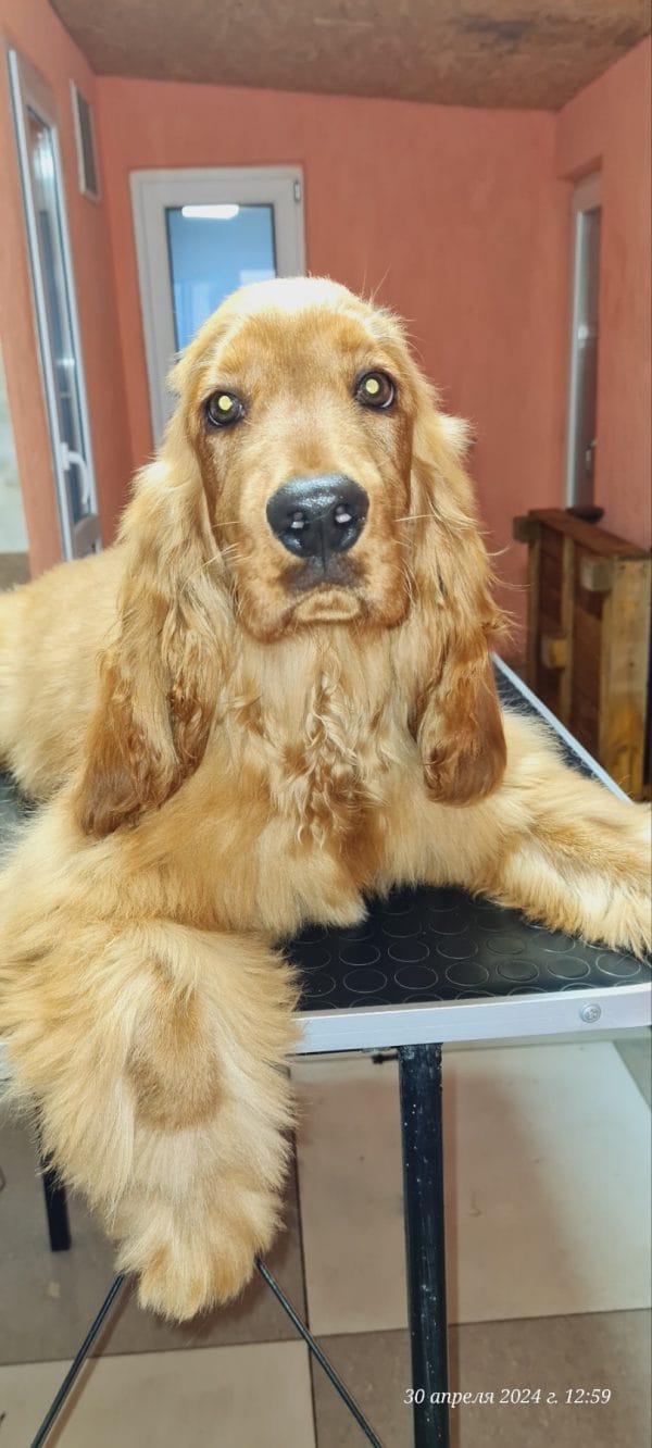 Noris English Cocker Spaniel