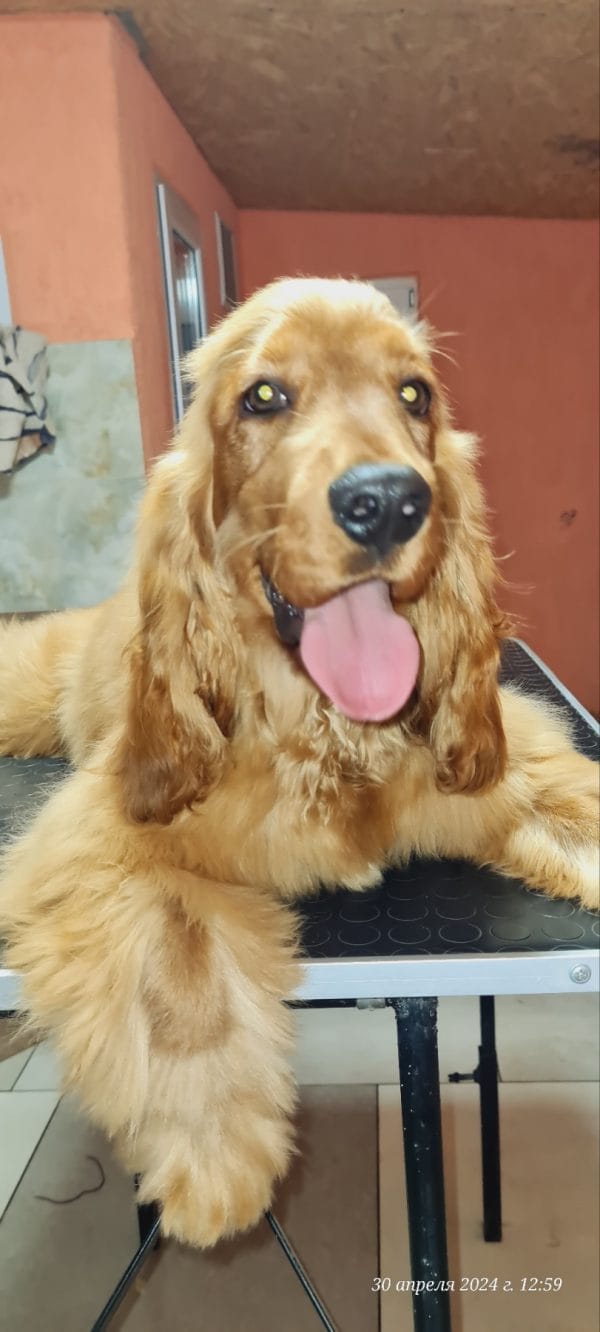 Noris English Cocker Spaniel