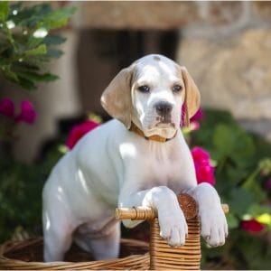 Betsy English Pointer