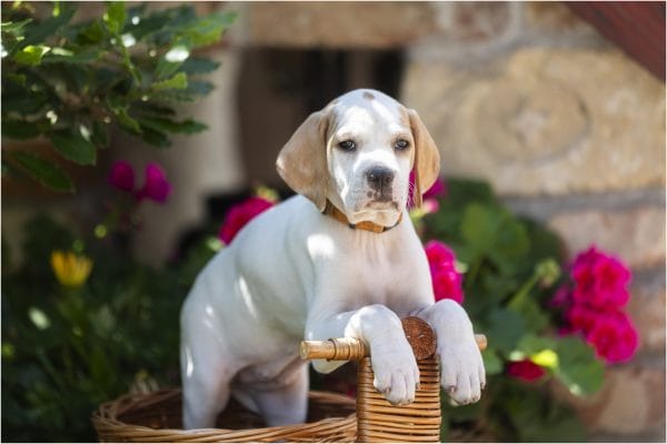 Betsy English Pointer