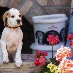 Betsy English Pointer