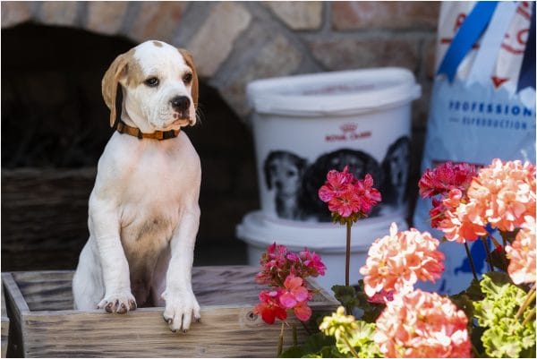 Betsy English Pointer