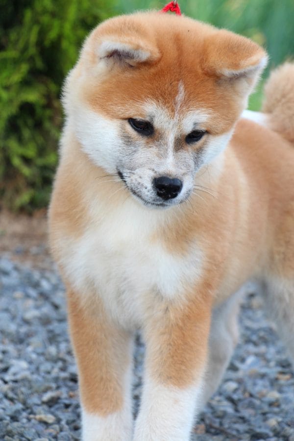 Masakatsu Akita