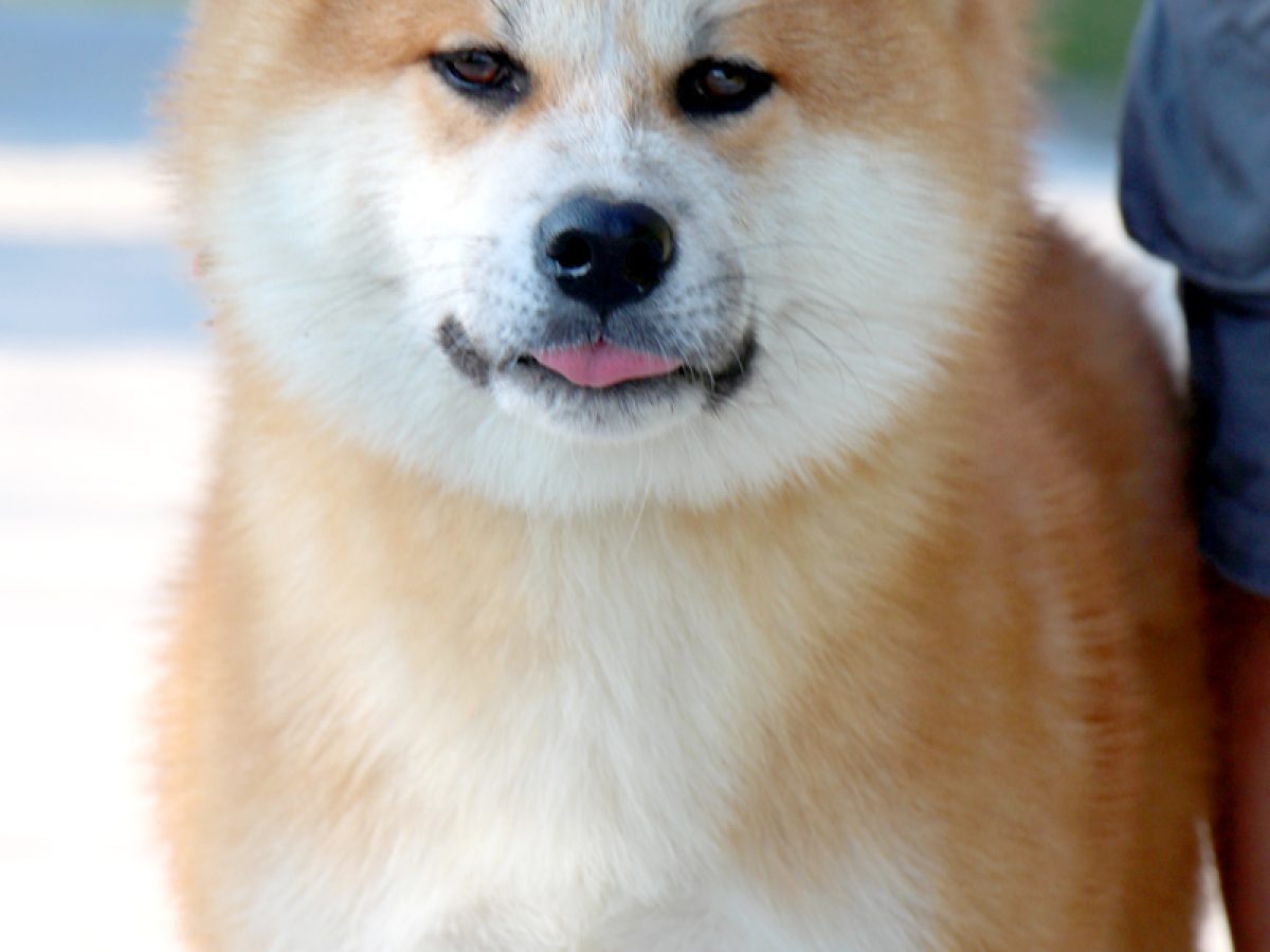 Breed Bear Akita Rescue Akita Bear Dogs Sales