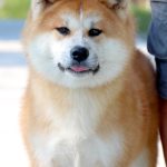 Nina Akita