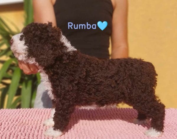 Rumba Spanish Water Dog
