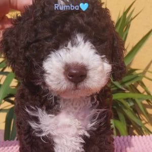 Rumba Spanish Water Dog