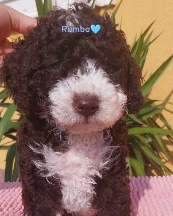Rumba Spanish Water Dog