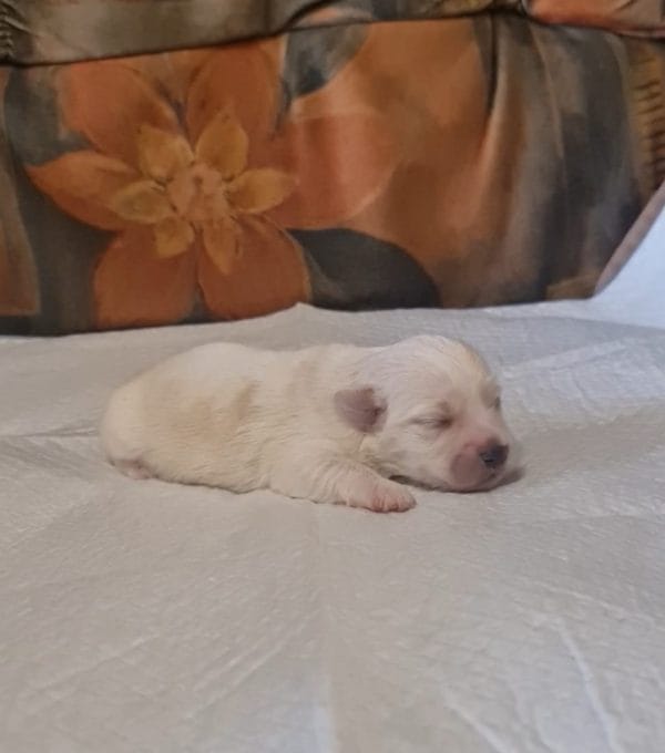Amy Coton De Tulear
