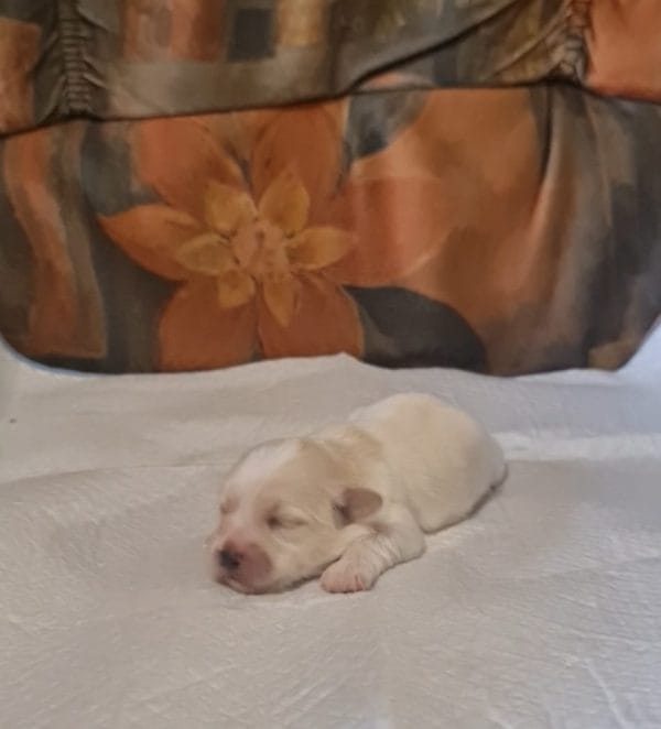 Amy Coton De Tulear