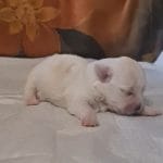 Alex Coton De Tulear