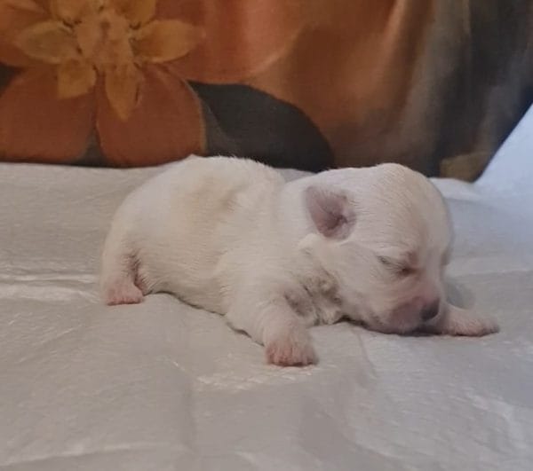 Amy Coton De Tulear