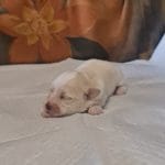 Amy-female-coton-de-tulear-puppy-for-sale005