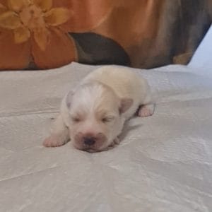Amy Coton De Tulear