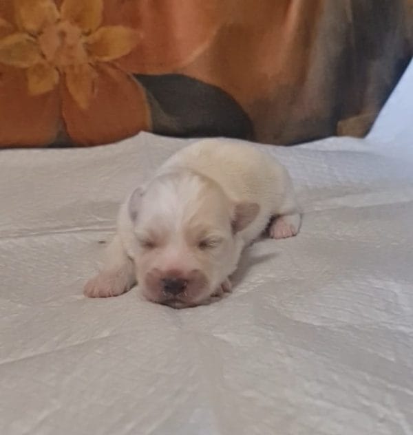 Amy Coton De Tulear
