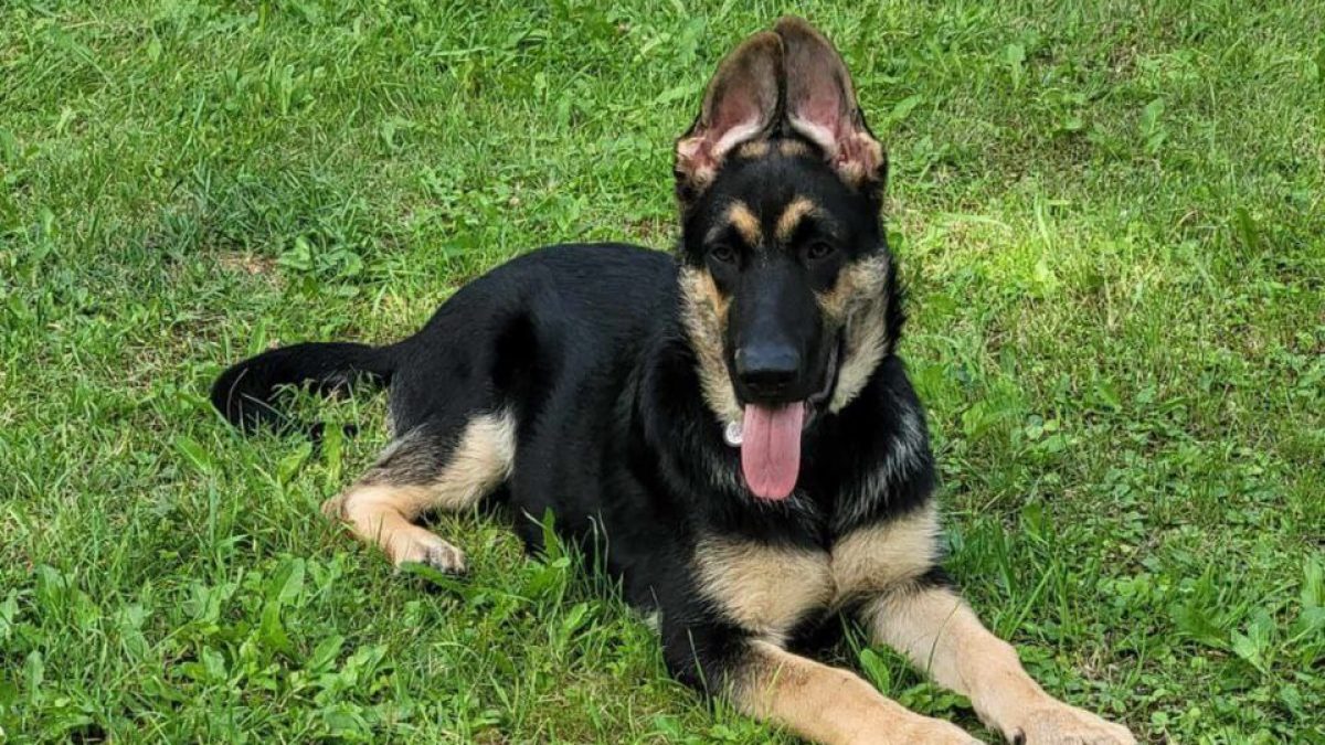 South Africa German Shepherd Dogs For Sale South Africa German