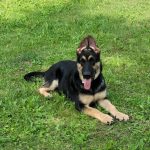 Scarlet East-European Shepherd