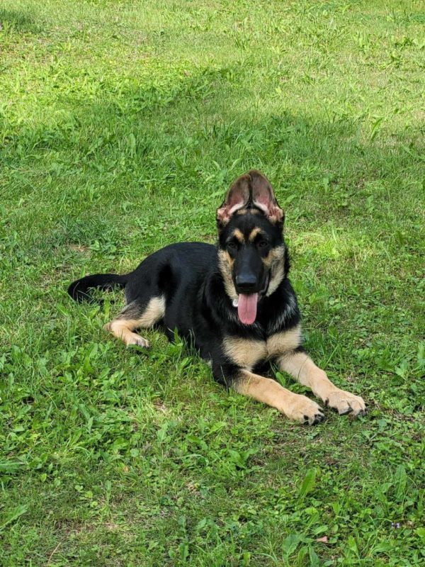 Melody East-European Shepherd