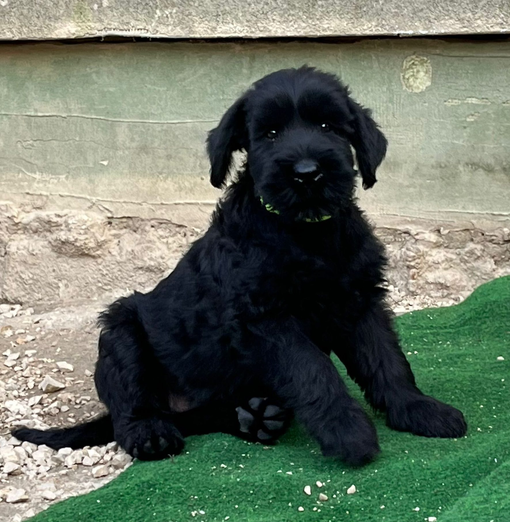 English Schnauzer Puppy Schnauzer Bull Terrier Mix English Bull