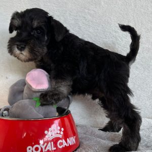 Quper Miniature Schnauzer