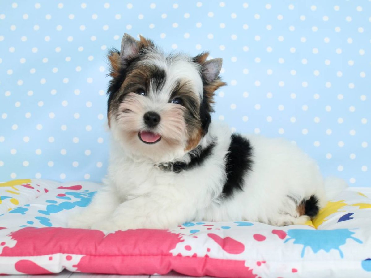 Male Biewer Puppies Biewer Yorkshire Terrier Dogs And Puppies For Sale