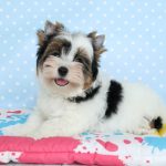 Tootsie Biewer Yorkshire Terrier